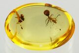 Detailed Fossil Ant (Formicidae) In Baltic Amber #372594-1